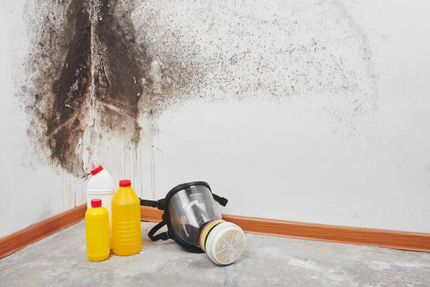 Best HVAC Mold Remediation in Forsyth, MT