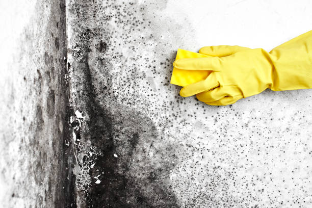 Best Commercial Mold Remediation in Forsyth, MT