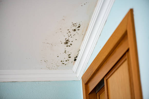 Best Post-Flood Mold Remediation in Forsyth, MT
