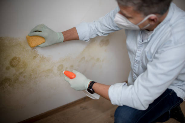 Best Attic Mold Remediation in Forsyth, MT