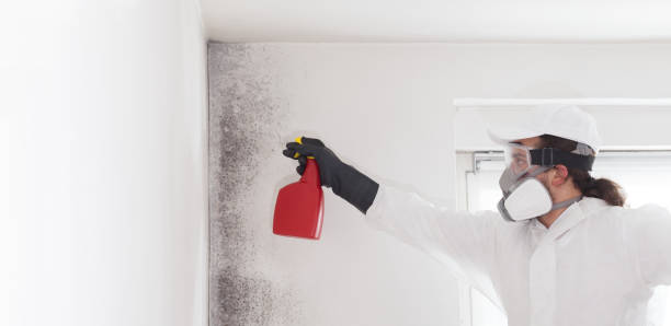 Best Emergency Mold Remediation in Forsyth, MT