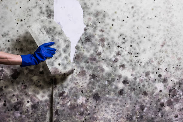 Best Emergency Mold Remediation in Forsyth, MT