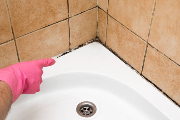 Best Crawl Space Mold Remediation in Forsyth, MT